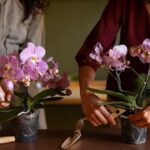 Orquídeas para Presente