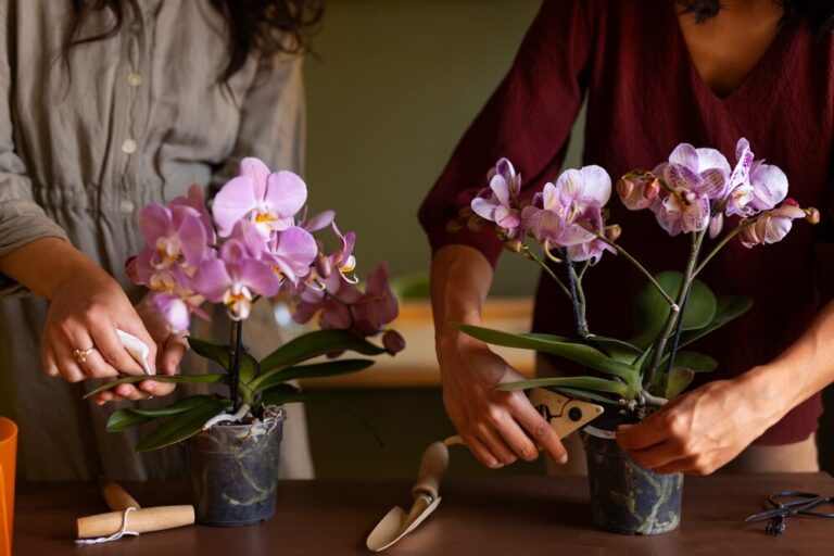 Orquídeas para Presente