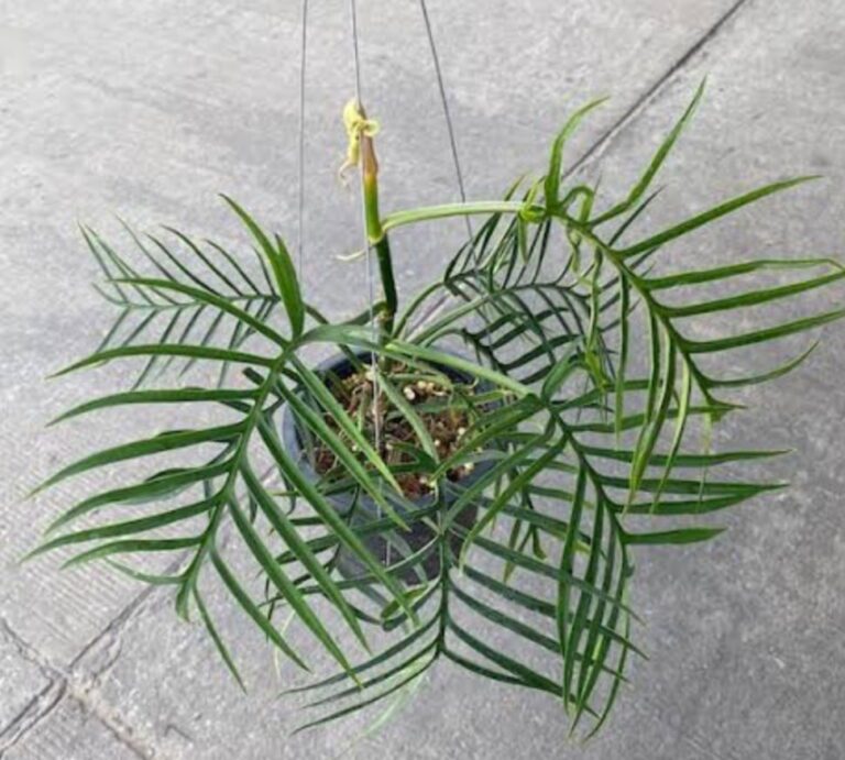 Philodendron Tortum