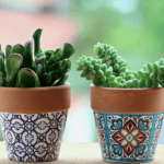 Posso plantar suculentas em qualquer tipo de vaso