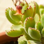 Suculenta pata de urso