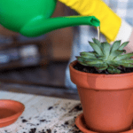 Suculentas: Como tratar pragas como cochonilhas e pulgões