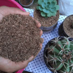 Suculentas precisam de adubo