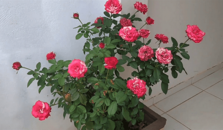 cuidar corretamente de uma roseira em casa