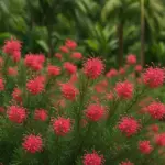 Grevillea juniperina