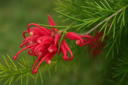 Grevillea juniperina