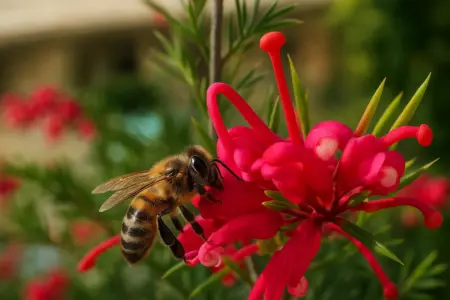 Grevillea juniperina