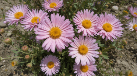 Drosanthemum floribundum: beleza exótica, flor do deserto e fácil de cuidar